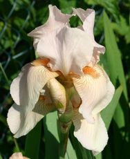 Iris-3.jpg